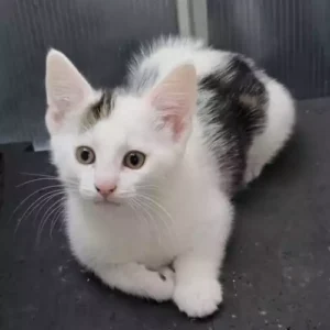 Mix Domestic Shorthair & Domestic Longhair